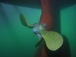 Sea Diving Image 7